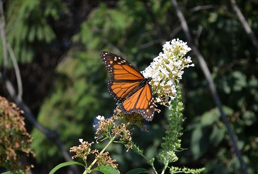 Pollinators are our friends.