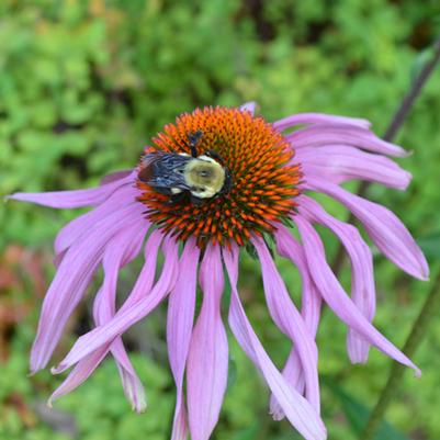 Photo taken at JC Raulston Arboretum