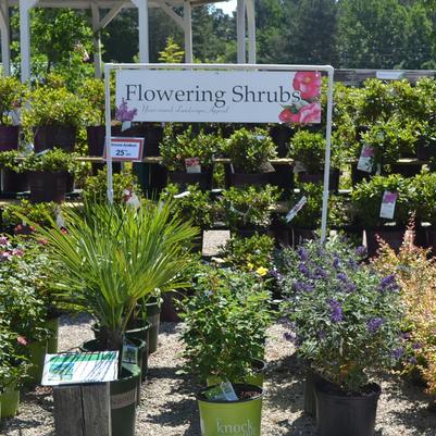 Are shrubs that have flowers - Thanks Captain Obvious!