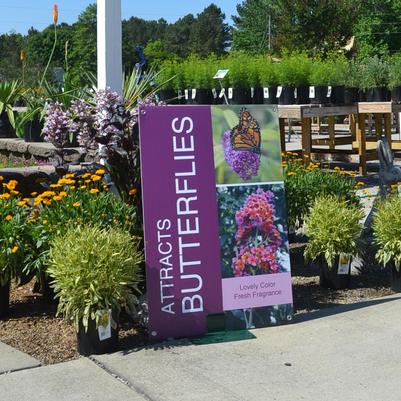 Butterflies are awesome.