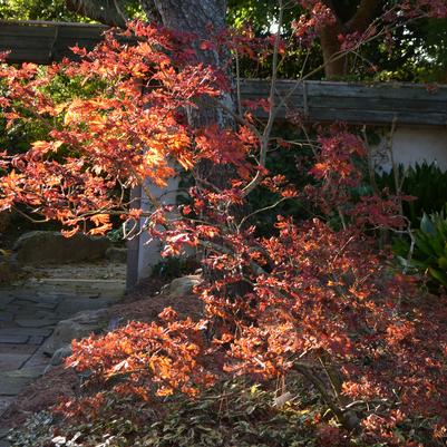This is the caption for this Japanese Maple.