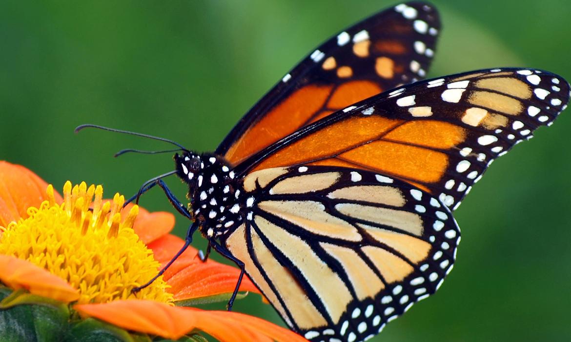 Easy Pollinator Garden