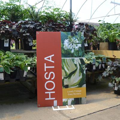 Hosta luego - bye, bye!